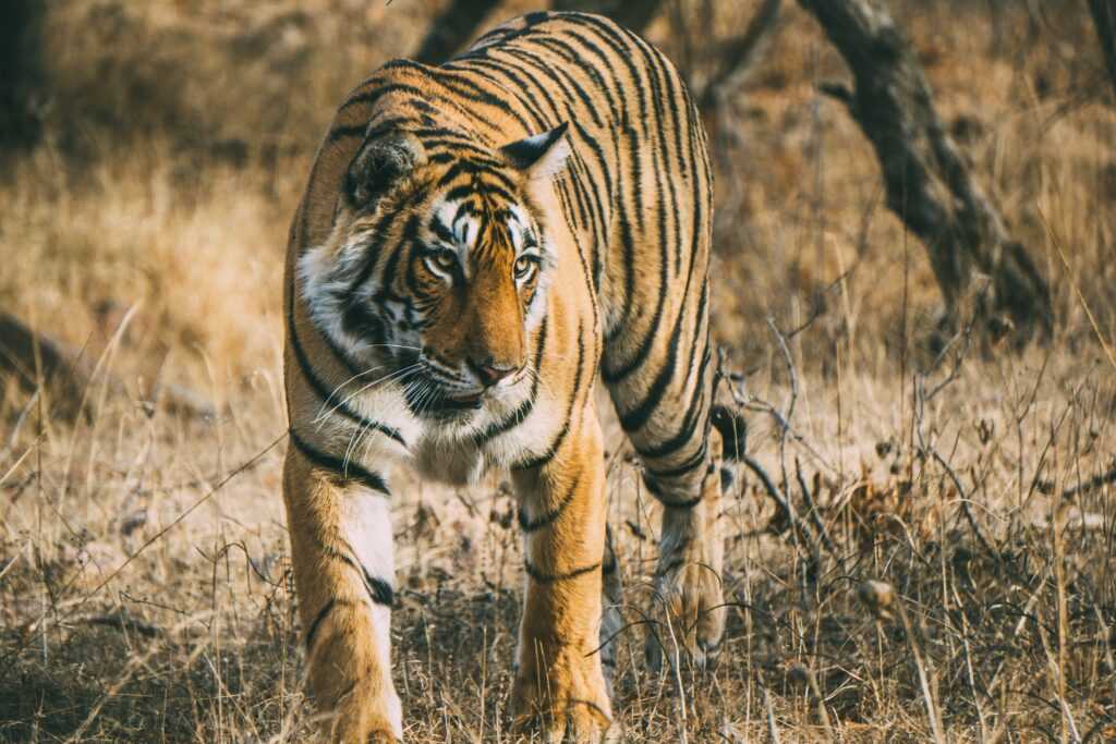 Jaipur Zoo